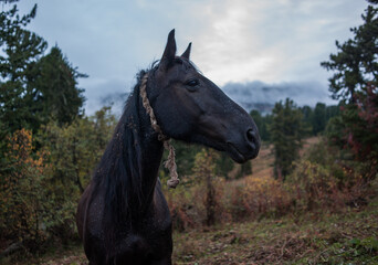 portrait of a black old horse on a foggy morning in the mountains of the altai region