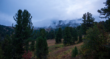 foggy morning in the forest in the altai mountains