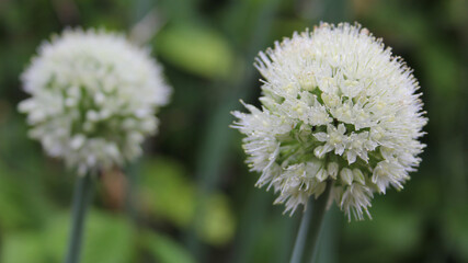 Shallots Blooming in Organic Garden on Rainy Day