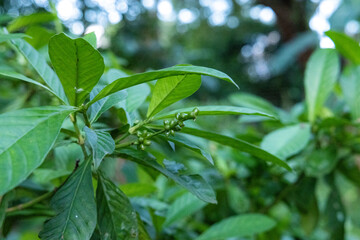 Folhas de "Chacrona" psychotria viridis