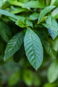 Folhas de "Chacrona" psychotria viridis