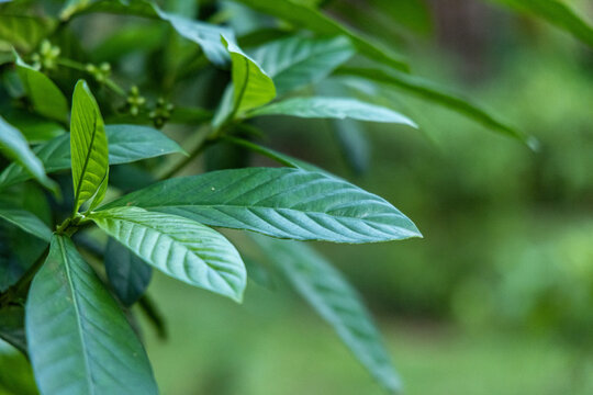 Folhas de "Chacrona" psychotria viridis