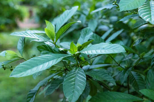 Folhas de "Chacrona" psychotria viridis
