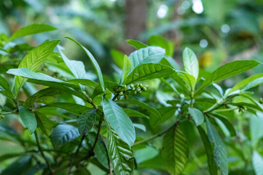 Folhas de "Chacrona" psychotria viridis