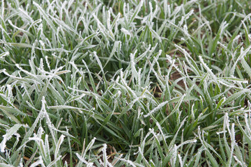 frost on green wheat close up. Nature background.