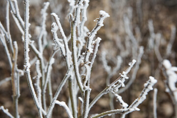 frozen branches covered with frost in winter