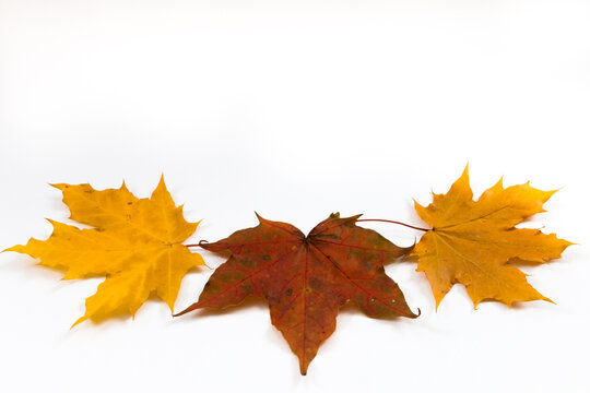 Yellow and red maple leaf’s  on white background close up