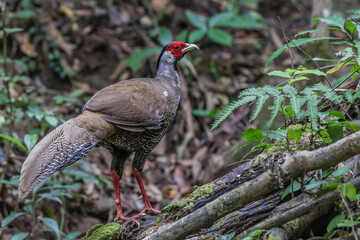 female Silver pheasant in nature.