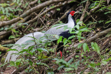 male Silver pheasant in nature.