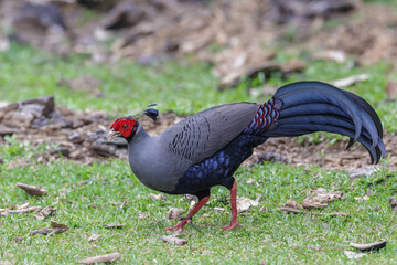 Siamese fireback in the lawn.