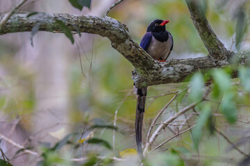 Fototapeta premium Red-billed Blue Magpie bird on branch in nature.