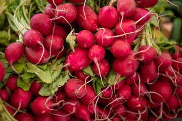 Bunch of radishes. Freshly harvested, purple and red colorful radish. Growing organic vegetables. Healthy food background. Street market.