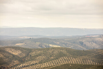 Olive groves in Jaen, Andalusia, Spain