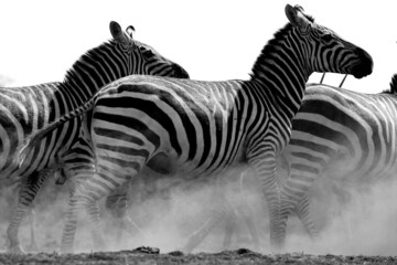Obraz na płótnie Canvas A heard of Zebra (Equus quagga) fighting near a waterhole. Kenya. 