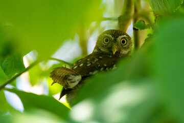tecolote