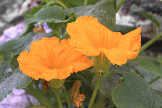 flor de zapallo