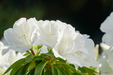 白い躑躅の花