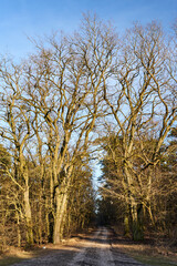 Trees and dirt road in the forest on a sunny spring day