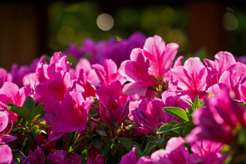 ピンクの躑躅の花