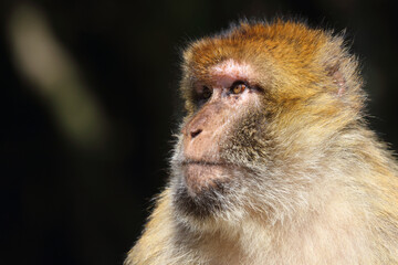 Berberaffe / Barbary macaque / Macaca sylvanus