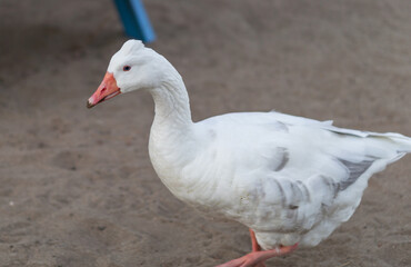 Goose close up