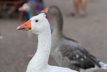 3 goose in a row