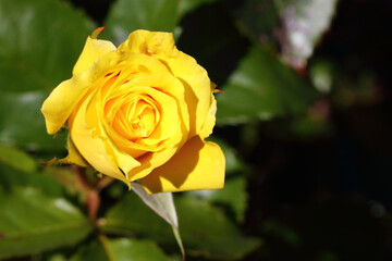 Rose / Rose / Rosa.Blume / Flower / Flos
