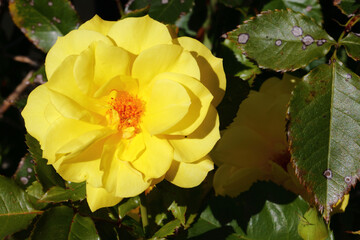 Rose / Rose / Rosa.Blume / Flower / Flos