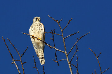 Turmfalke / Common kestrel / Falco tinnunculus