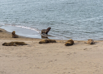 Sea lions resting in the sand