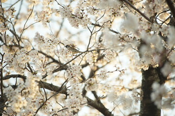 A sparrow perching on the cherry blossom tree