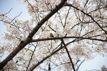 A sparrow perching on the cherry blossom tree