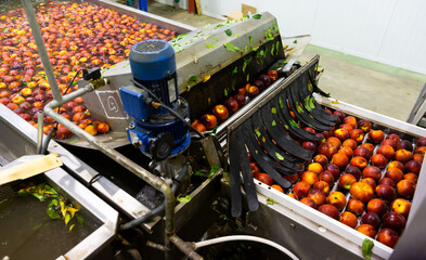 Harvest of ripe peaches on sorting line at plantation warehouse