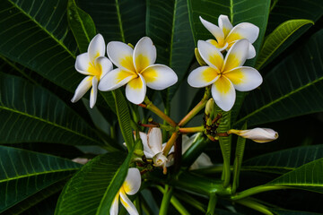 Fototapeta na wymiar Frangipani flowers on the tree