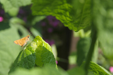Small Skipjack Butterfly on Green Leaves in Outdoor Garden