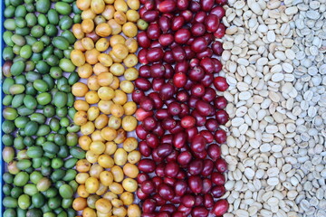 background coffee beans raw dry cherry for background.Robusta and arabica  coffee berries by agriculturist hands,Worker Harvest arabica coffee berries on its branch, harvest concept.