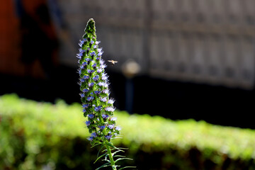 Young Echium candicans, the pride of Madeira with honey bee flying.