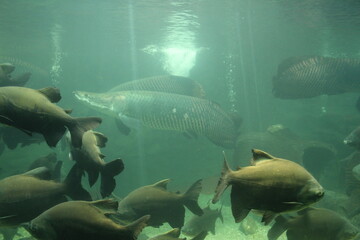 fish in aquarium