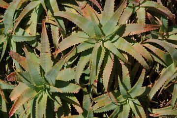 Close-up full frame view of sharp teethed aloe succulent plants