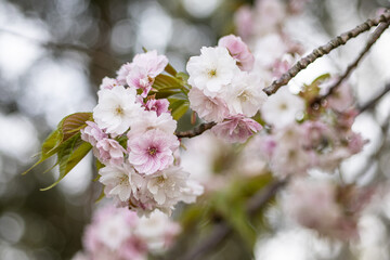 満開の八重桜の花のアップ　背景　マクロ