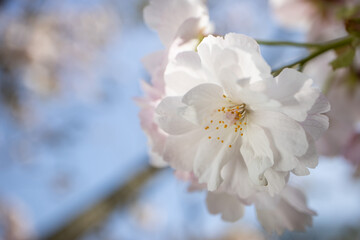 満開の八重桜の花のアップ　背景　マクロ