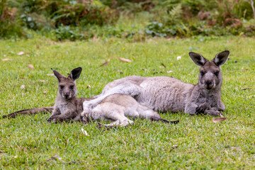 Eastern Grey Kangaroo relaxing with her joey