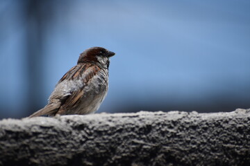 sparrow on a rock