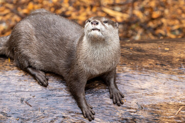 Oriental Short-clawed Otter in captivity