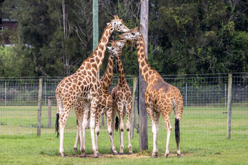 Rothchild's Giraffe feeding at Mogo Zoo, New South Wales Australia