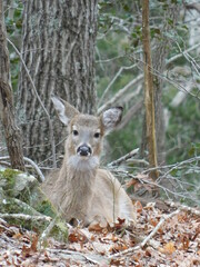 A young deer stares the cameraman down in the middle of the woods