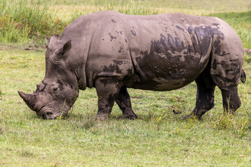 Obraz premium Southern White Rhinoceros grazing in an Australian Zoo