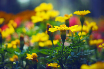 Spring flowers close-up, floral landscape