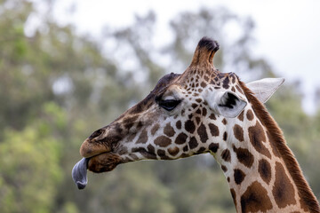 Rothchild's Giraffe with tongue out