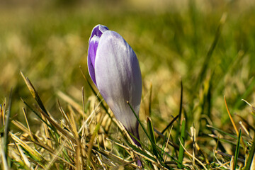 krokus, wiosenny krokus, pierwsze kwiaty na wiosnę, crocus, spring crocus, first flowers in spring,
